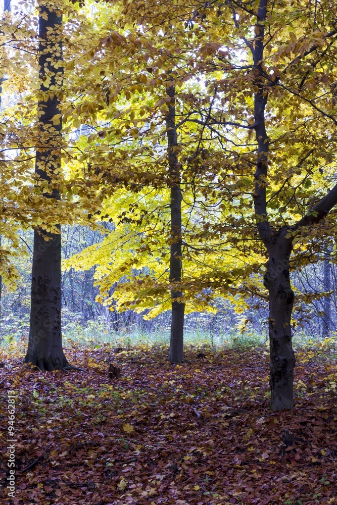 Beautiful colors of autumn landscape