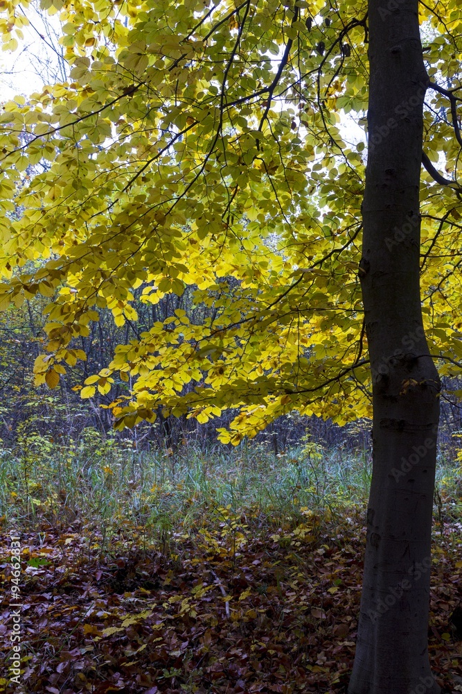 Beautiful colors of autumn landscape Beautiful colors of autumn landscape