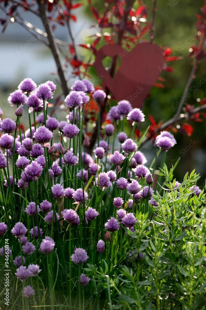 Naklejka premium Schnittlauch im Garten mit Herz