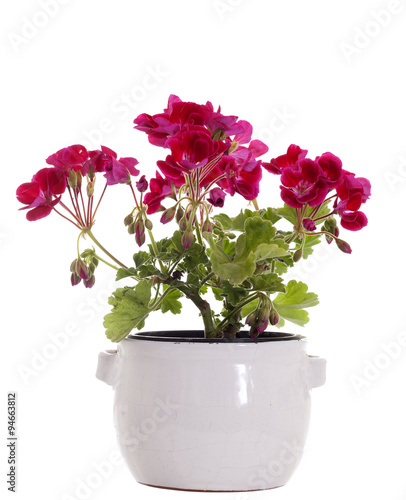 Fototapeta Naklejka Na Ścianę i Meble -  geranium