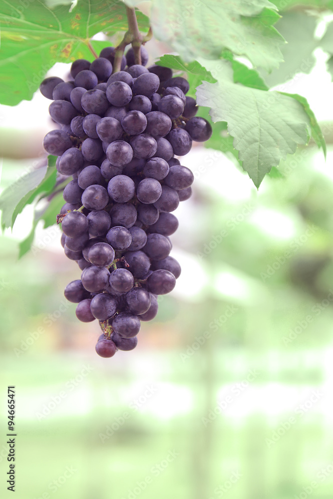 purple red grapes with green leaves on the vine. fresh fruits purple red grapes with green leaves on the vine. fresh fruits