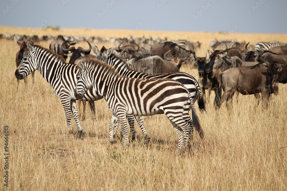Fototapeta premium La grande migration - Masai Mara