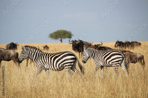 La grande migration - Masai Masa