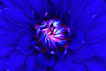 Dahlia flower closeup. Macro. Can be used in the design of the site and in printing. Also good for designers. Blue, pink.