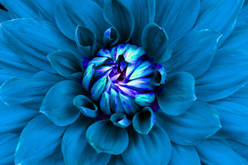 Dahlia flower closeup. Macro. Can be used in the design of the site and in printing. Also good for designers. Blue.