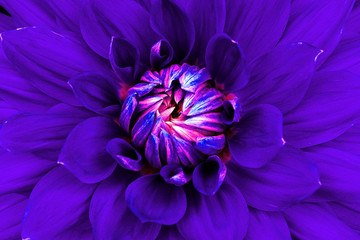 Dahlia flower closeup. Macro. Can be used in the design of the site and in printing. Also good for designers. Lilac, pink.