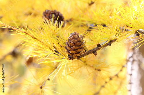 Lärche im Herbst mit Zapfen