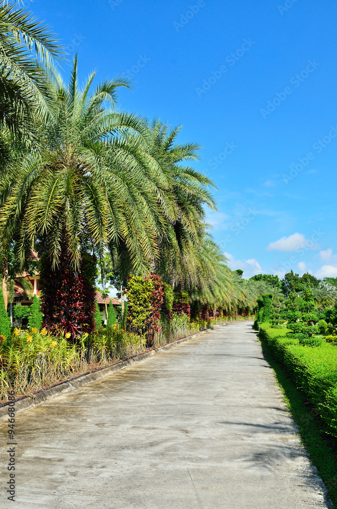 Fototapeta premium Beautiful walkway at the garden