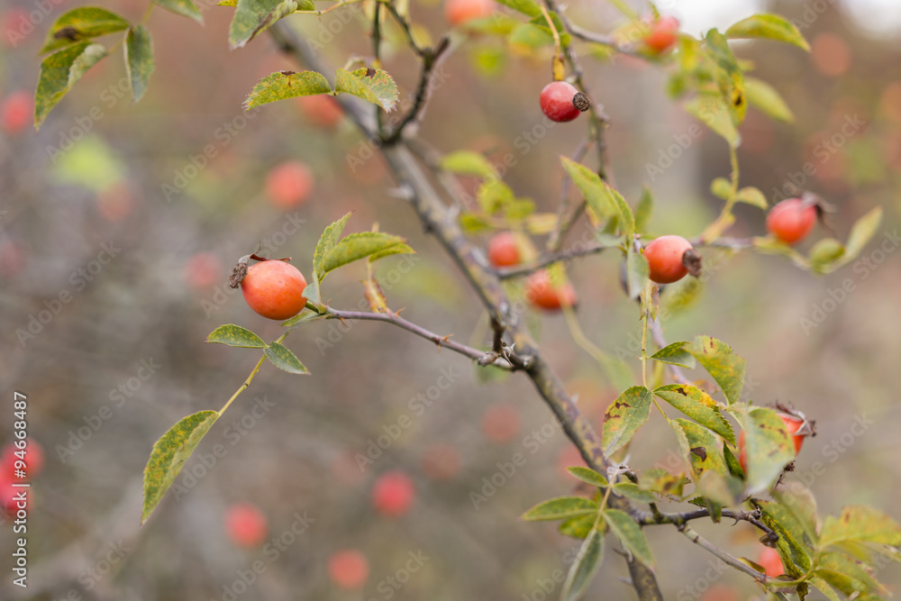 dog-rose red fruits on the bush