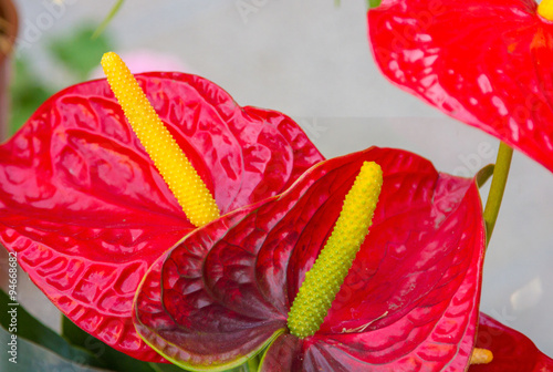 Anthurium andreanum photo