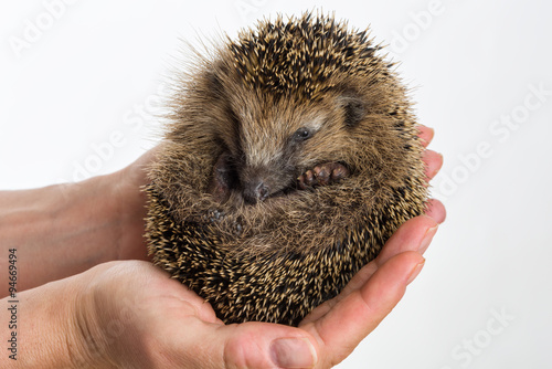 Little Hedgehog protected sitting in two hands