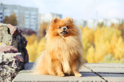 Pomeranian dog for a walk. Pomeranian dog in autumn park. 
