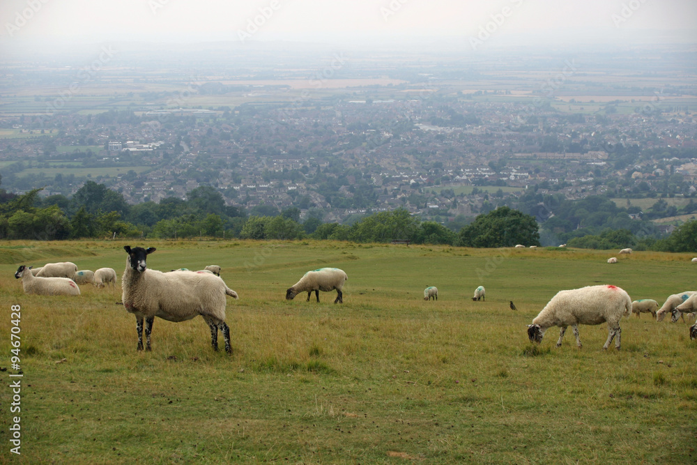 Obraz premium Sheep grazing in field