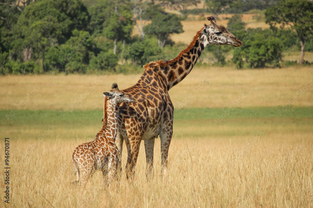 Fototapeta premium Girafes - Masai Mara