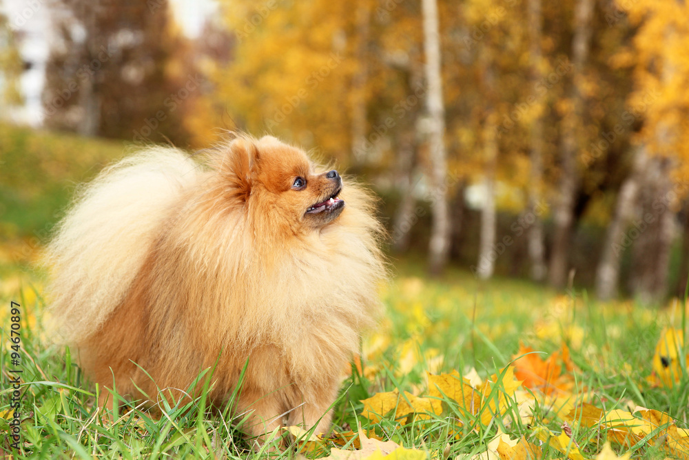 Funny autumn pomeranian dog. Dog in autumn park. Pomeranian in autumn yellow leaves. Serious dog.