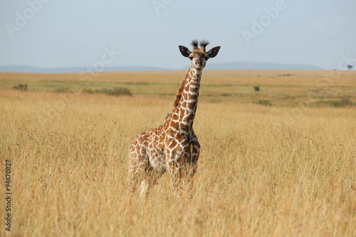 Girafe - Masai Mara