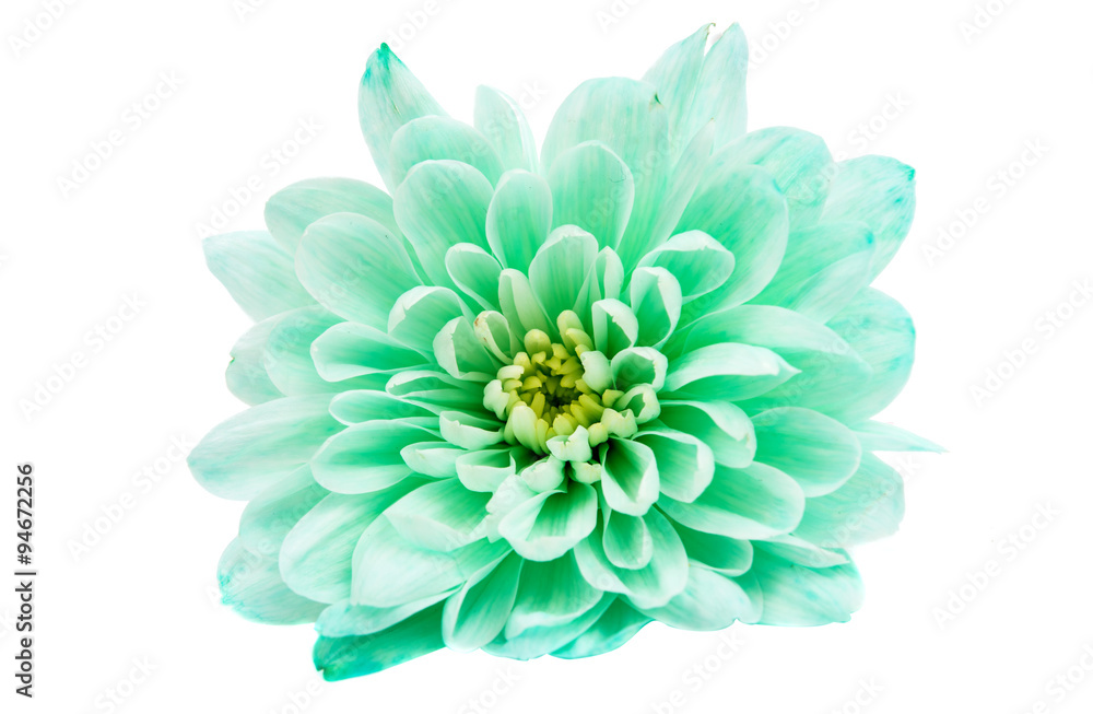 light green chrysanthemum