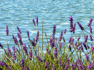 Gartenposter Lavendelblüten Lavendel und Schwimmbad  © Jonathan Stutz