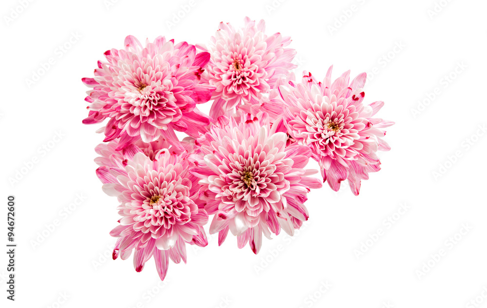pink chrysanthemum pink chrysanthemum