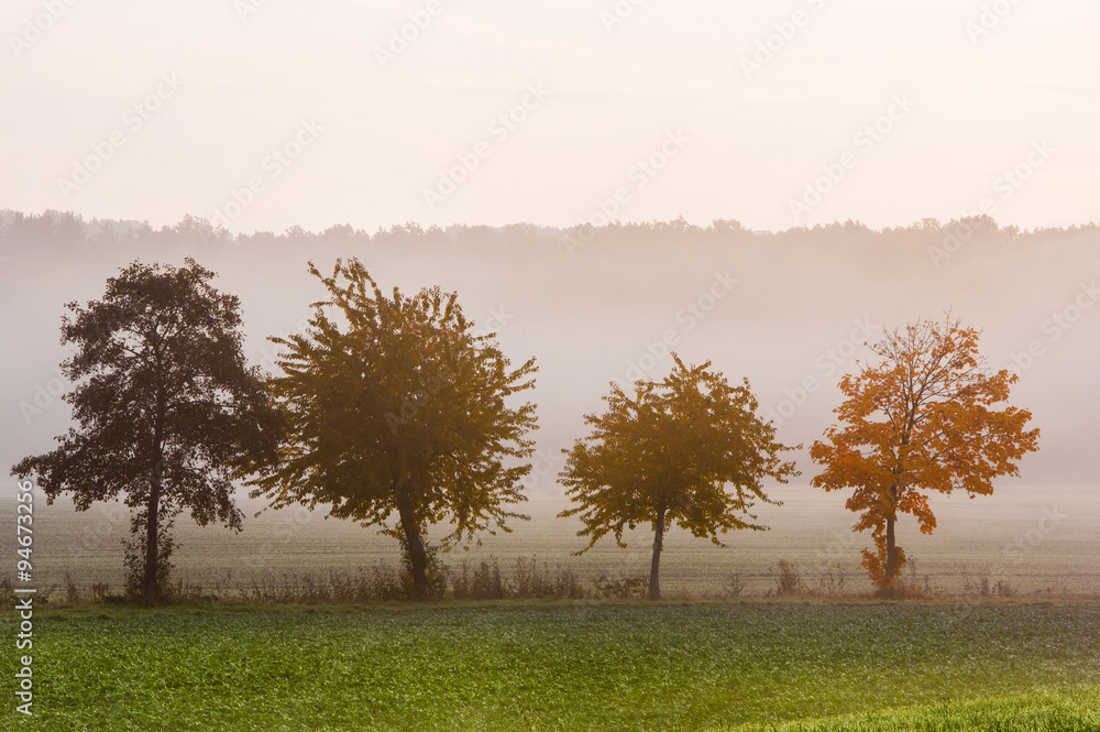 Fototapeta premium Abendstimmung mit 4 verschiedenen Bäumen im Nebel