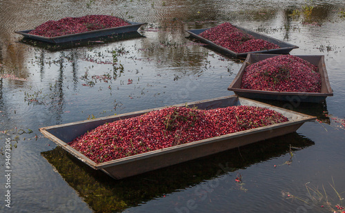 Harvested cranberries floating in the field in Muskoka Region of Ontario, Canada photo