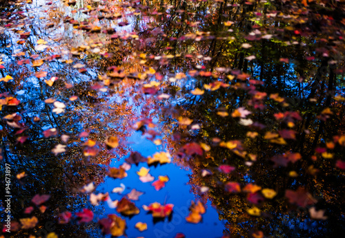 Forest reflection in the pond littered by fallen leaves in Muskoka Region of Ontario  Canada