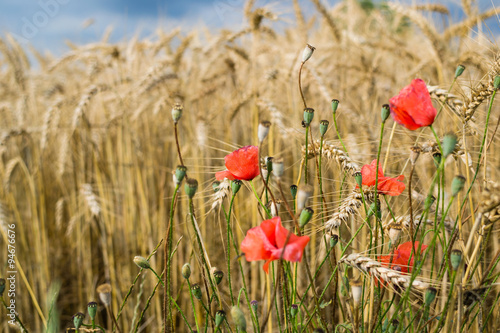 Detail of an ear in a field of wheat