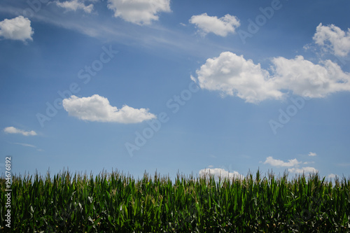 Corn field on a summer day