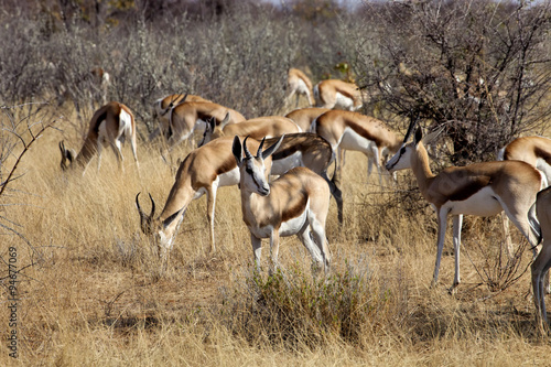 Springbok, Antidorcas marsupialis, in the Namibian bush