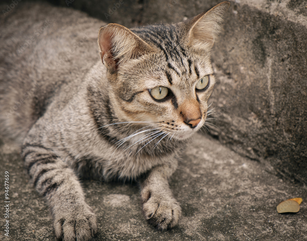 Naklejka premium Portrait of cat/Portrait of cat looking something.