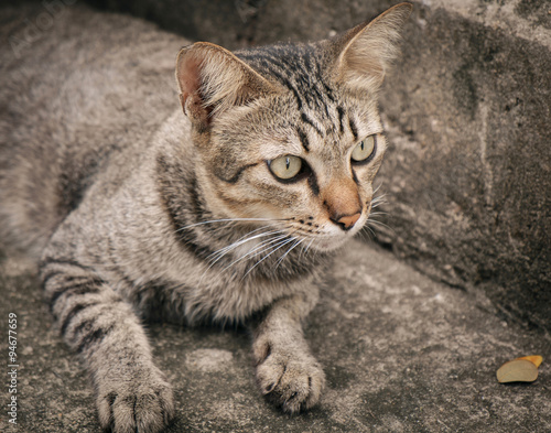 Portrait of cat/Portrait of cat looking something. © wimage72