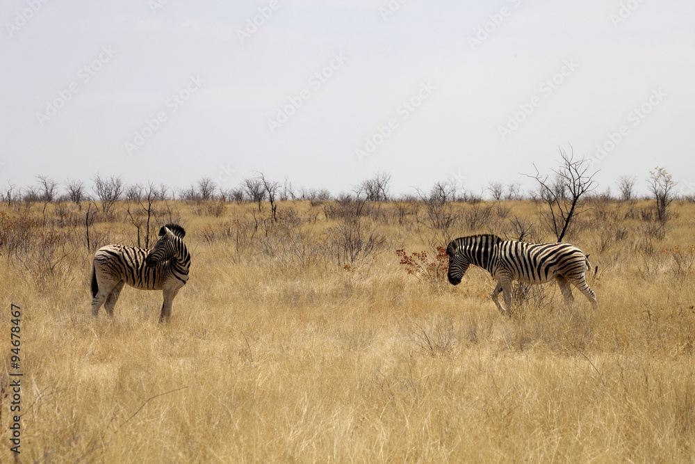 Fototapeta premium Damara zebra, Equus burchelli antiquorum, in the bush Namibia