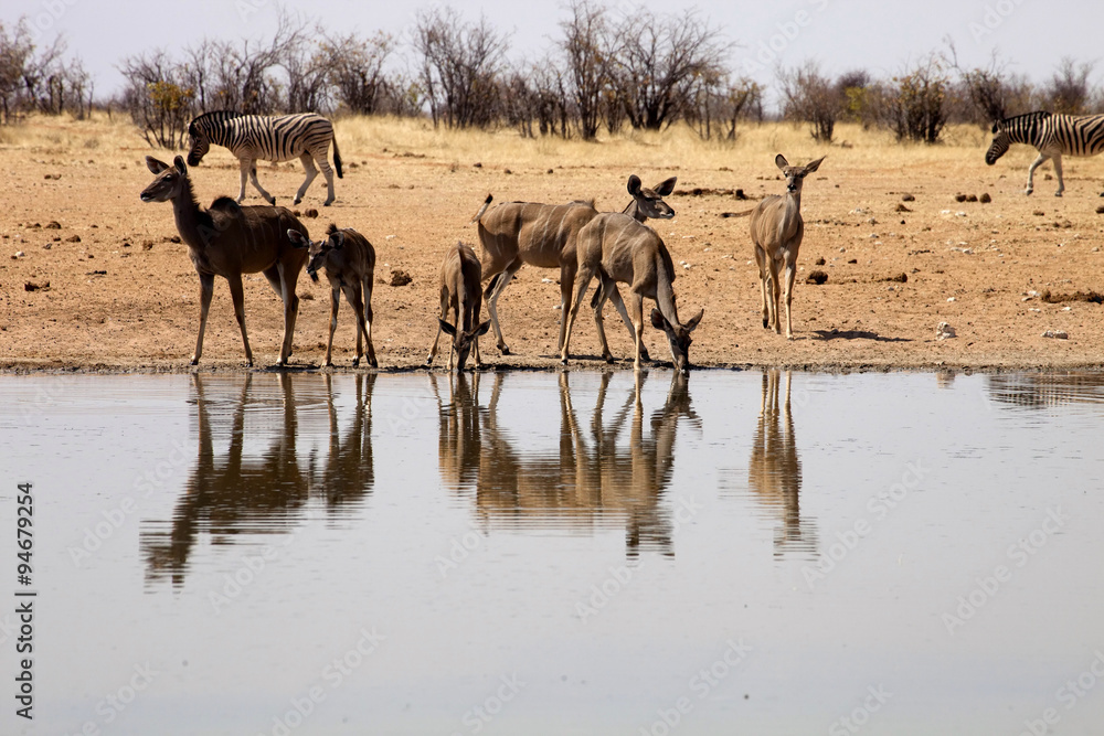 Damara zebra, Equus burchelli antiquorum, at the waterhole, Namibia Damara zebra, Equus burchelli antiquorum, at the waterhole, Namibia
