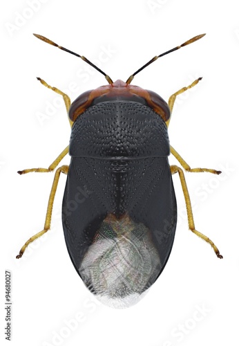Bug Geocoris erythrocephalus photo