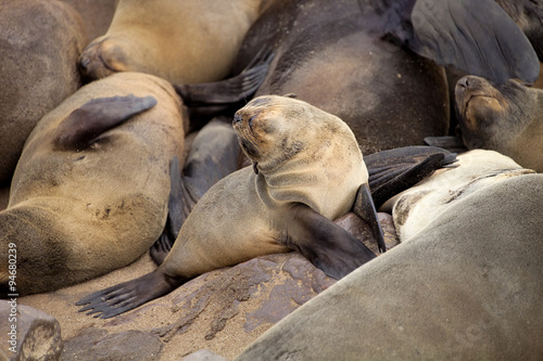  baby Brown fur seal, colonies of Cape Cross, Namibia