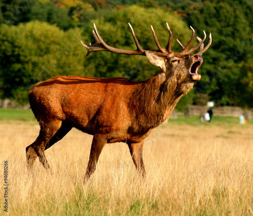 Roaring male stag deer