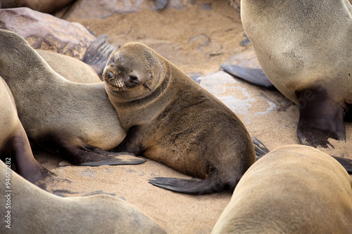  baby Brown fur seal, colonies of Cape Cross, Namibia