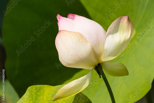 closeup of lotus flower bud