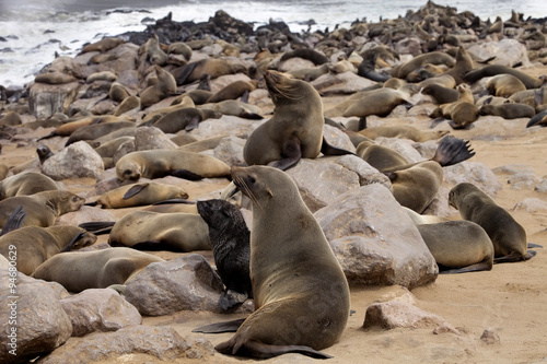 Brown baby fur seal, colonies of Cape Cross, Namibia