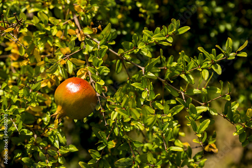 Pomegranate tree with juicy sweet fruits