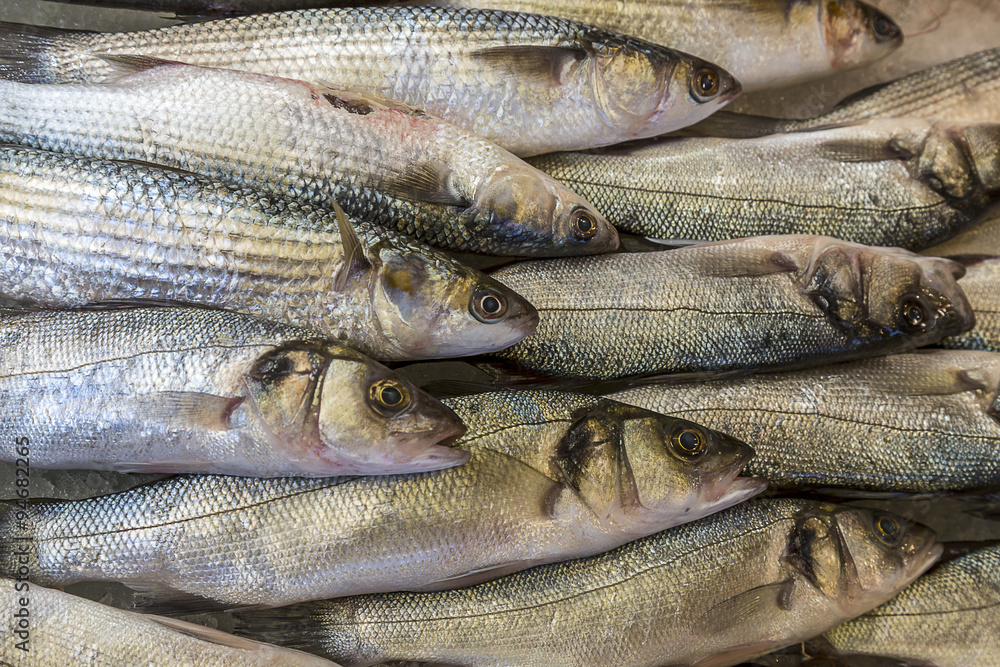 Obraz premium Close up of fresh Sea bass on ice pathway