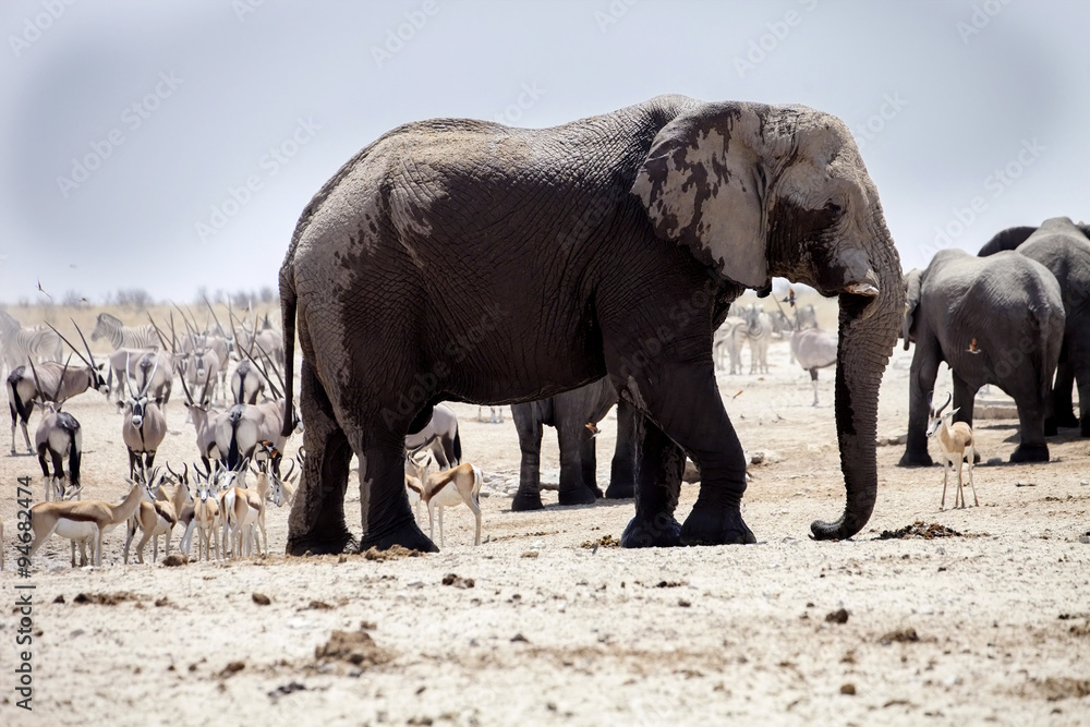 elephants and antelopes to zebras at waterhole, Etosha, Namibia elephants and antelopes to zebras at waterhole, Etosha, Namibia