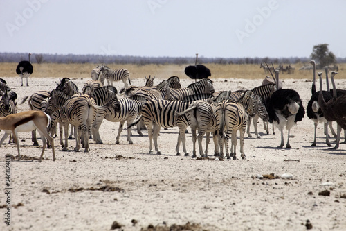Damara zebra  Equus burchelli antiquorum  at the waterhole  Namibia