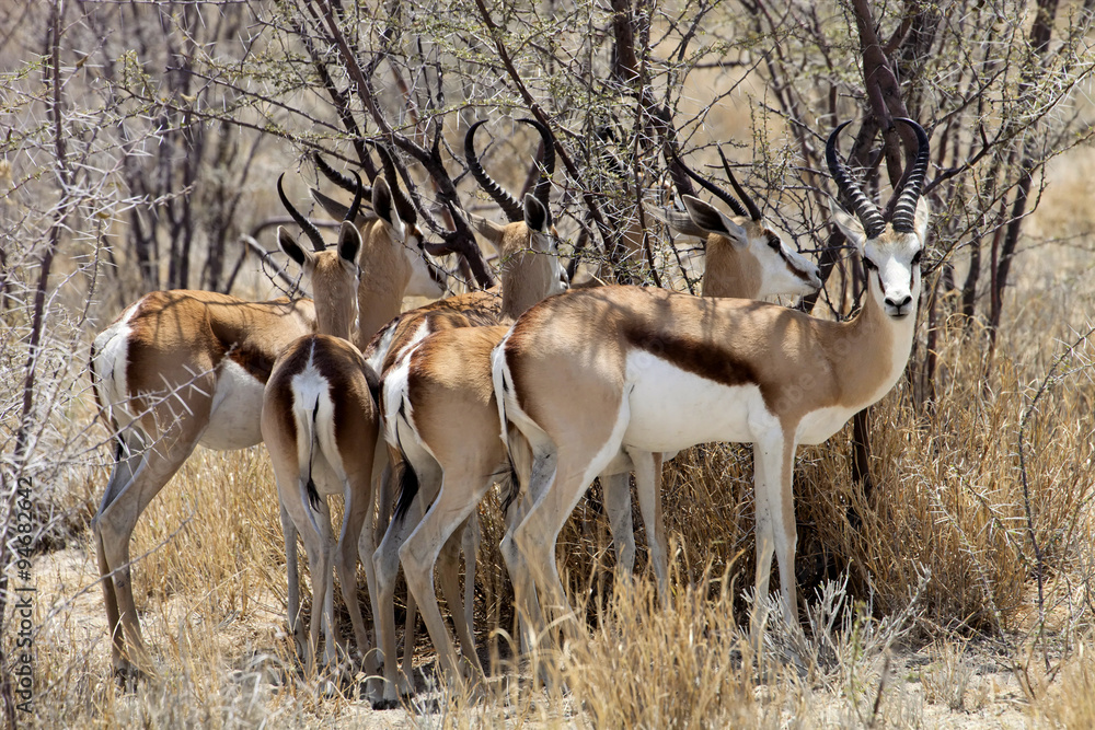 Springbok, Antidorcas marsupialis,  in the Namibian bush