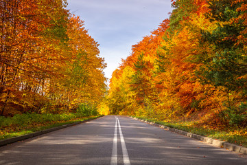 Road in the autumnal forest