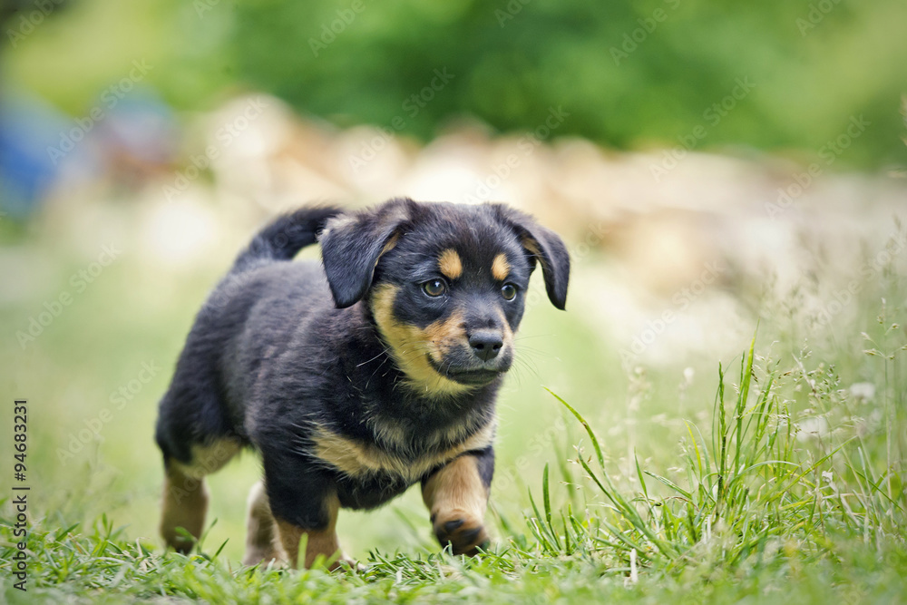 Small puppy Small puppy