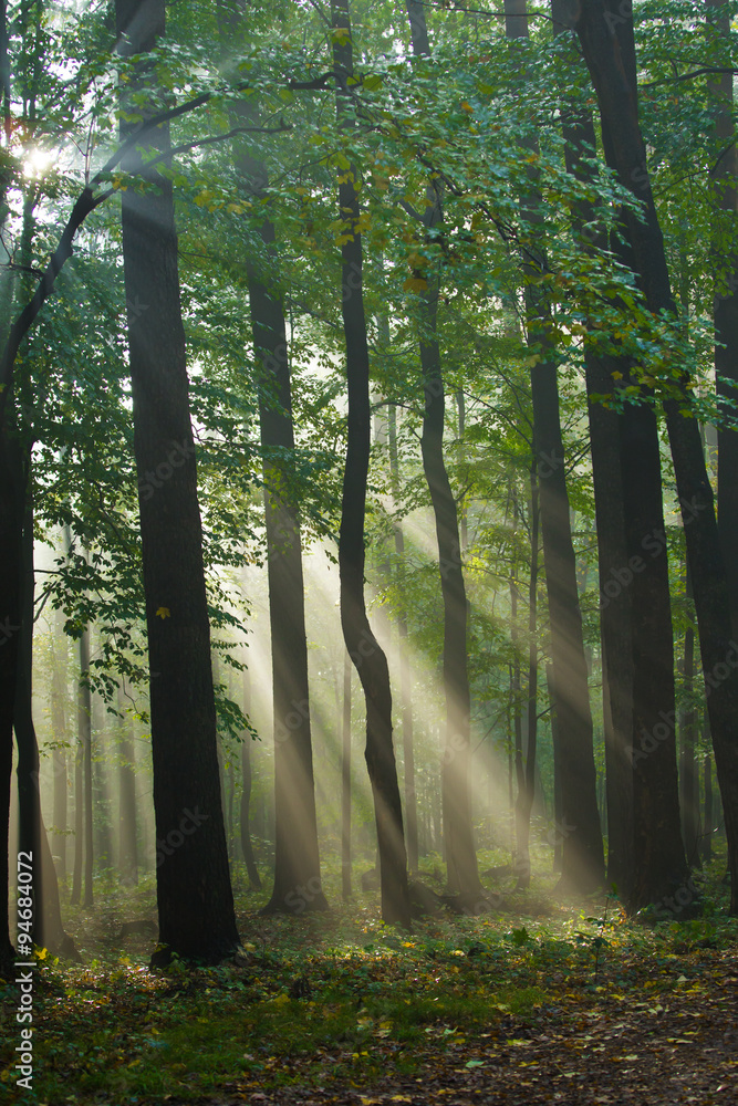 Naklejka premium beams of light in the autumn forest