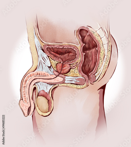 Organi geniali maschili: prostata, testicoli, pene, vescica photo