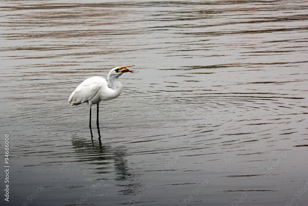 repas de l'aigrette repas de l'aigrette