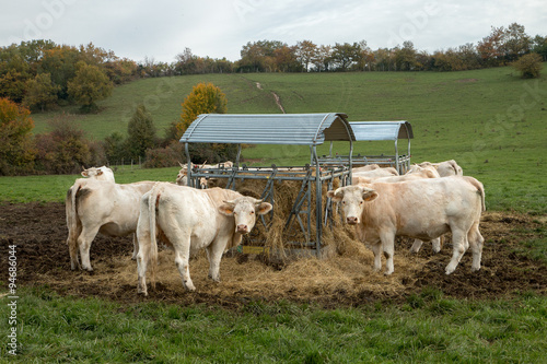 Cuadro en lienzo Vache au pré à l ' automne en Isère